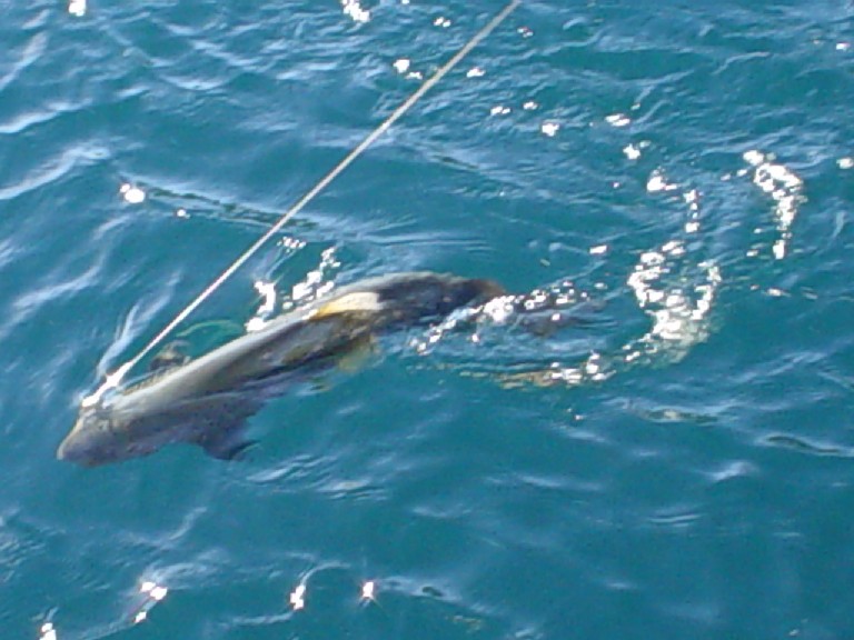 Argentina April 2003