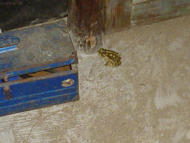 Argentina February 2004