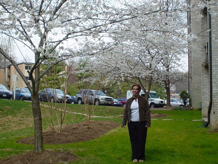Cherry Blossom 2006