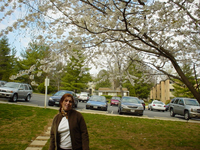 Cherry Blossom 2006