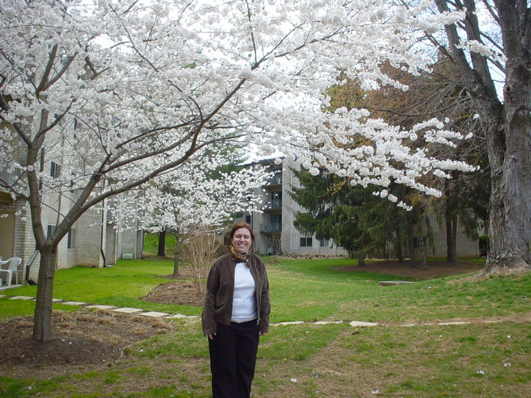 Cherry Blossom 2006