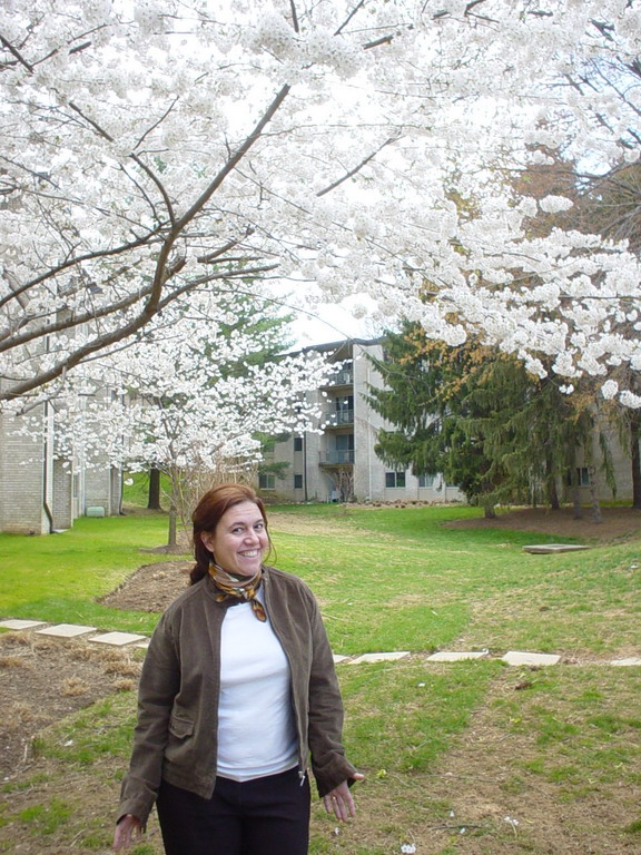 Cherry Blossom 2006