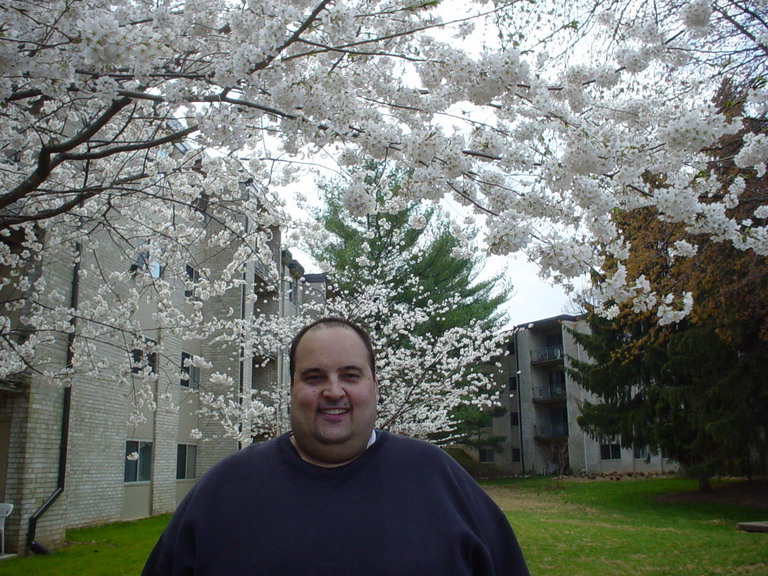 Cherry Blossom 2006
