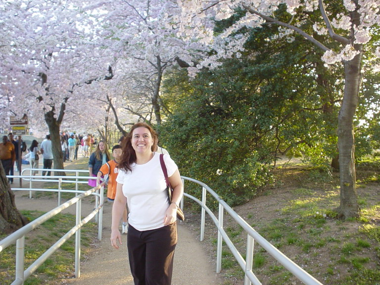 Cherry Blossom 2006