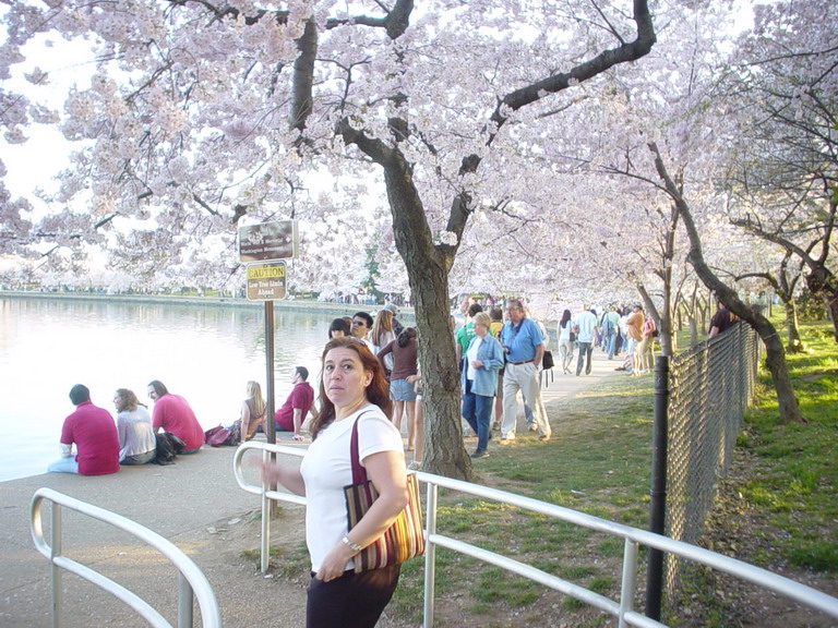 Cherry Blossom 2006