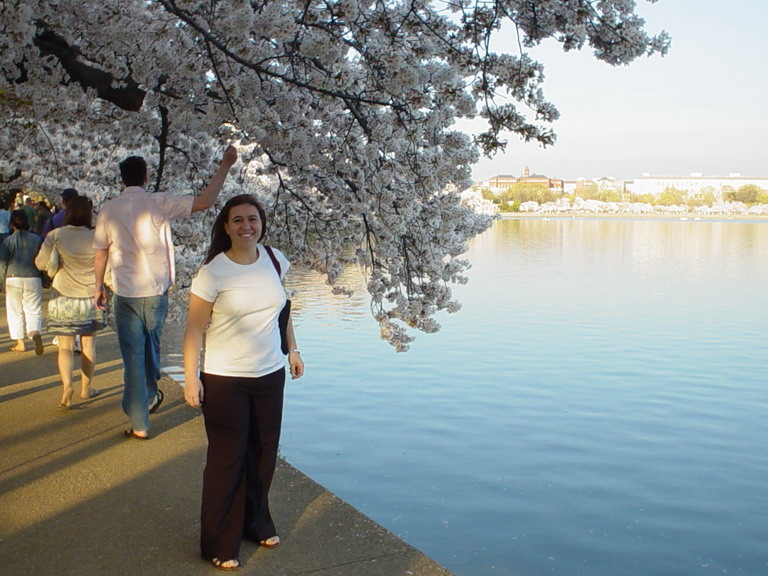 Cherry Blossom 2006
