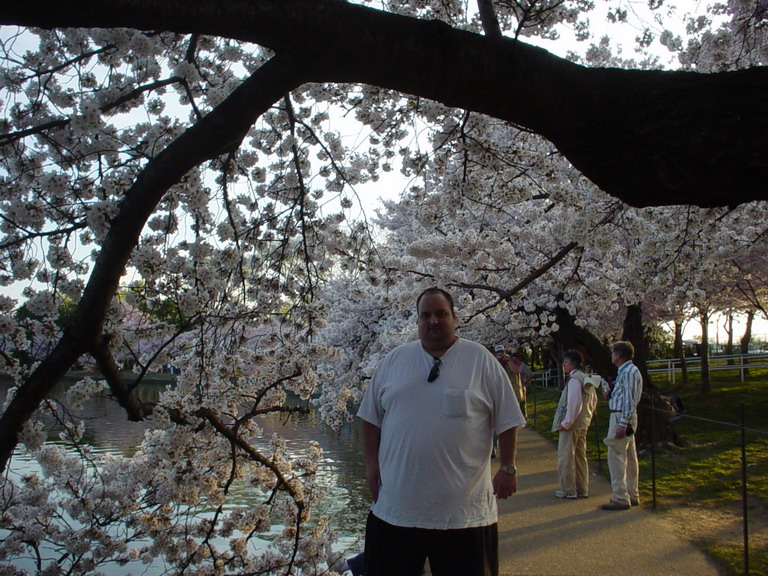 Cherry Blossom 2006