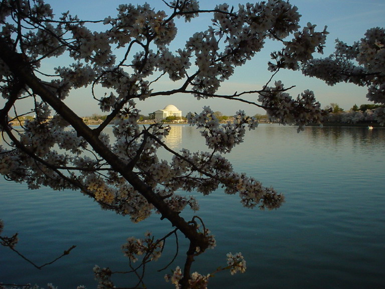 Cherry Blossom 2006