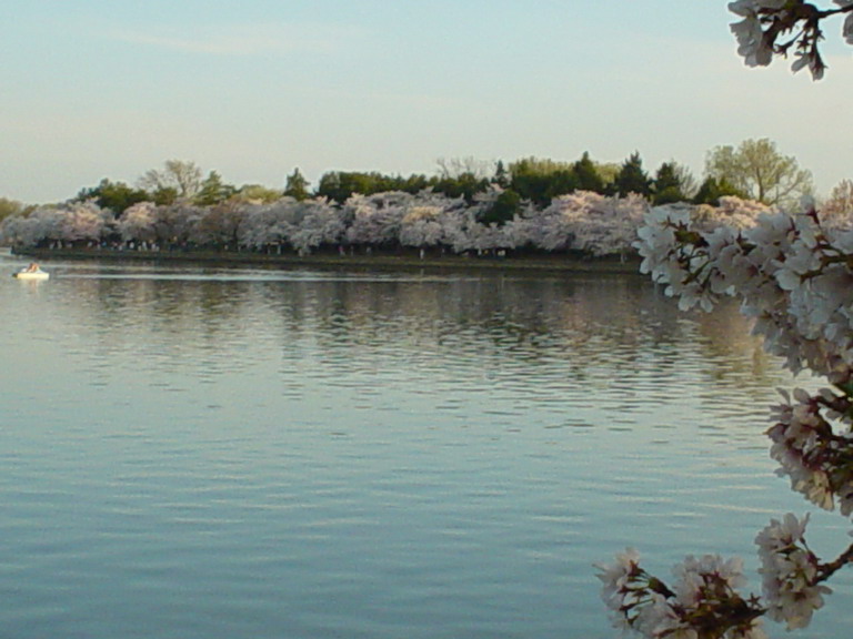 Cherry Blossom 2006