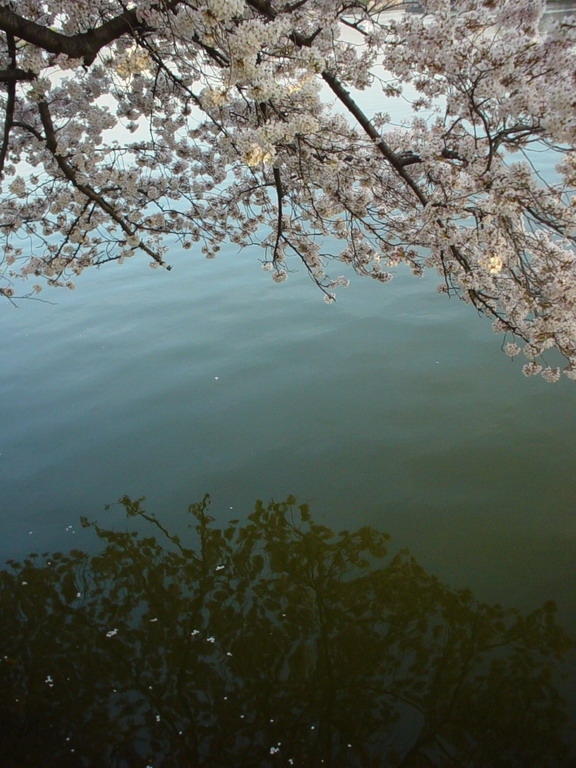 Cherry Blossom 2006