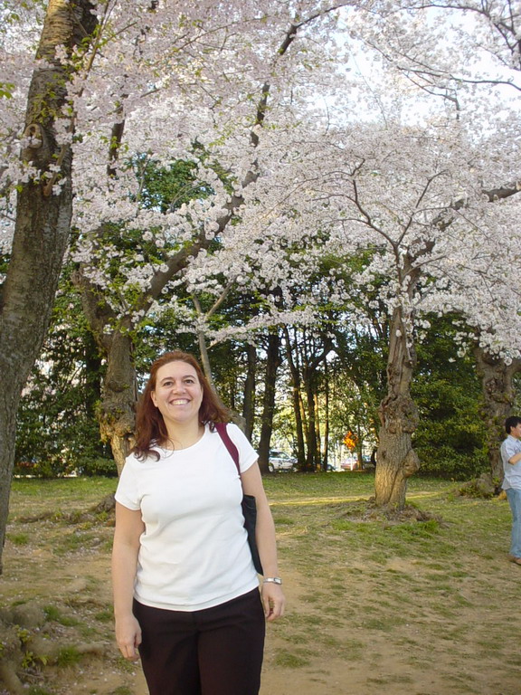 Cherry Blossom 2006
