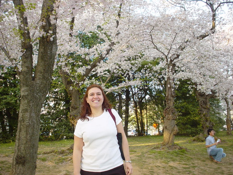 Cherry Blossom 2006