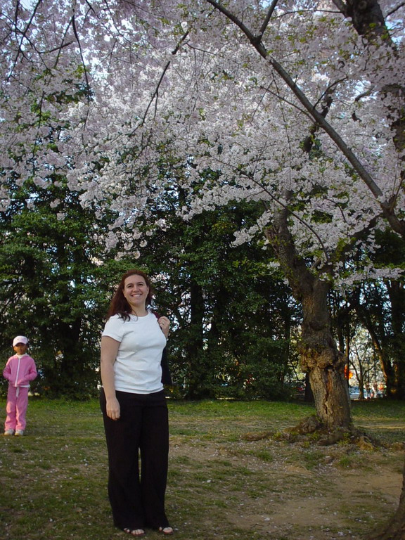 Cherry Blossom 2006