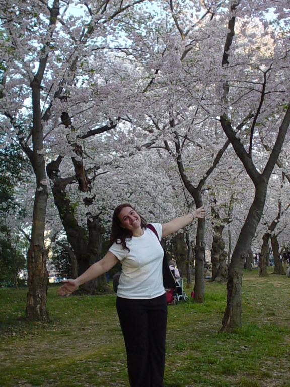 Cherry Blossom 2006