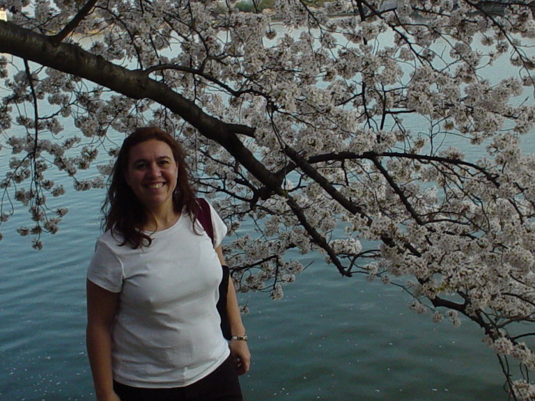 Cherry Blossom 2006