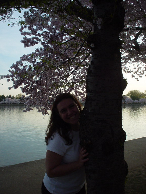 Cherry Blossom 2006