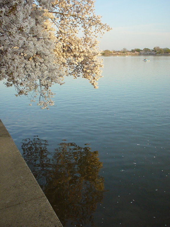 Cherry Blossom 2006