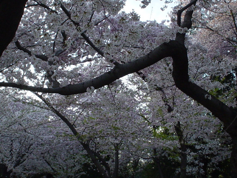 Cherry Blossom 2006