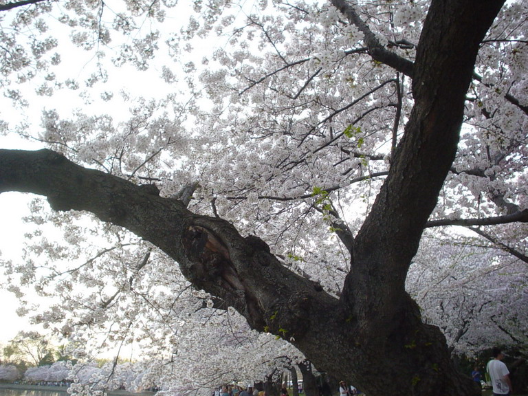 Cherry Blossom 2006