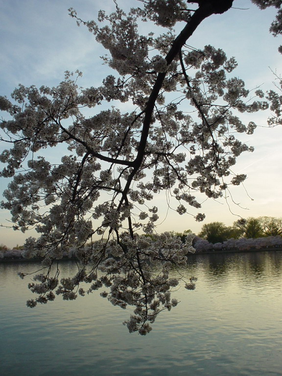 Cherry Blossom 2006