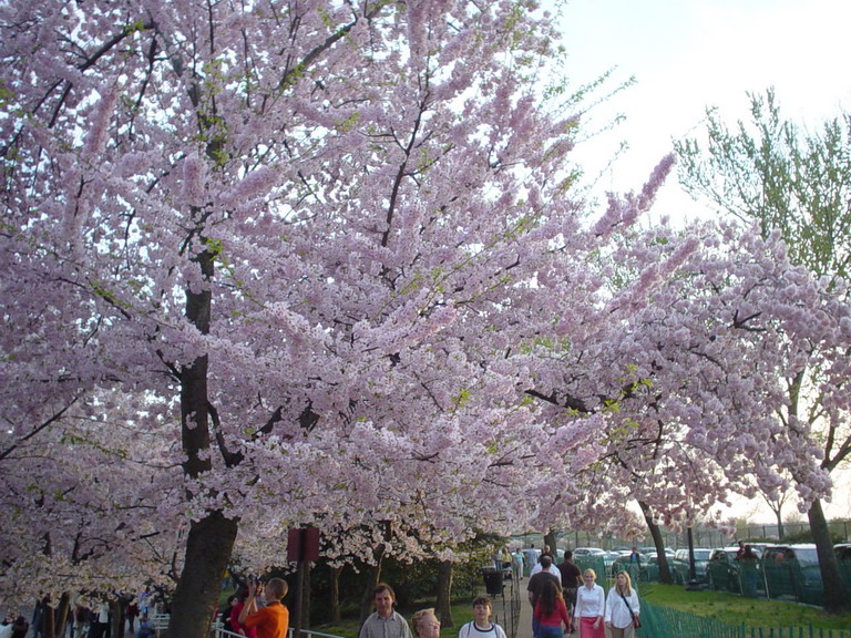 Cherry Blossom 2006