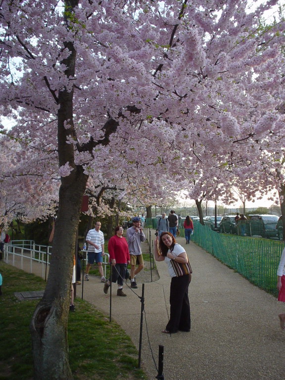 Cherry Blossom 2006
