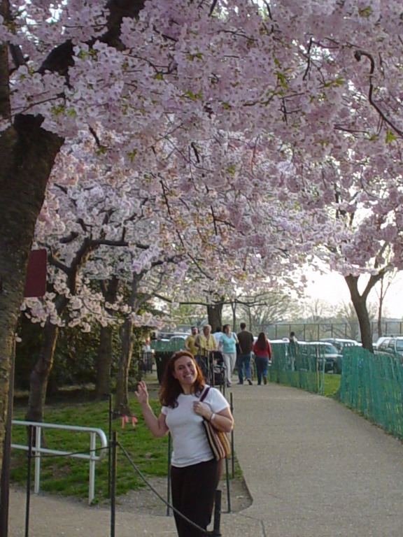 Cherry Blossom 2006