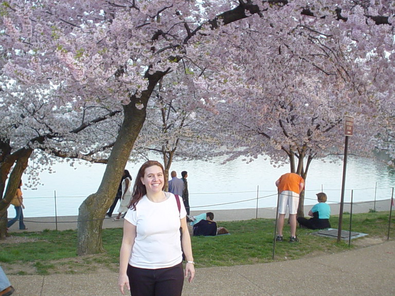 Cherry Blossom 2006