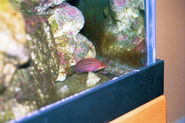 Fish Tank Kodak Photo