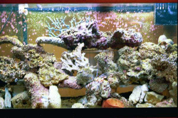 Fish Tank Kodak Photo