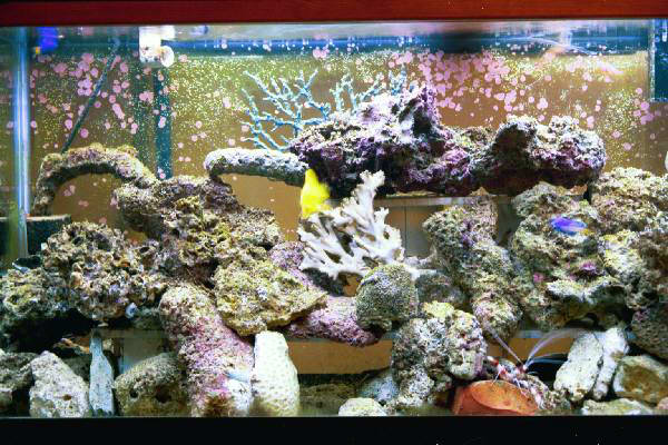 Fish Tank Kodak Photo