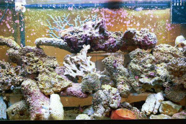 Fish Tank Kodak Photo