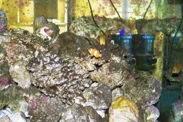 Fish Tank Kodak Photo