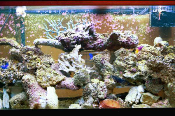 Fish Tank Kodak Photo