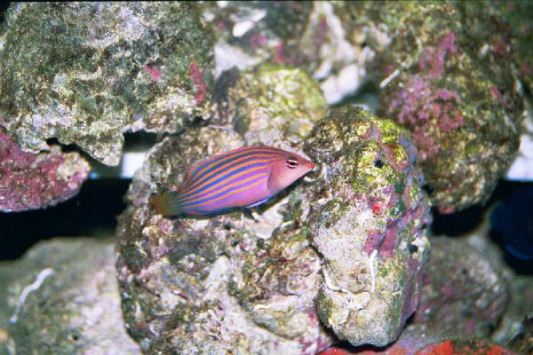 Fish Tank Kodak Photo