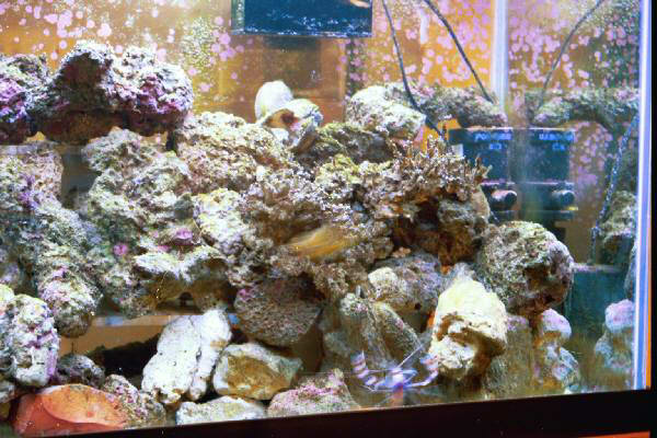 Fish Tank Kodak Photo