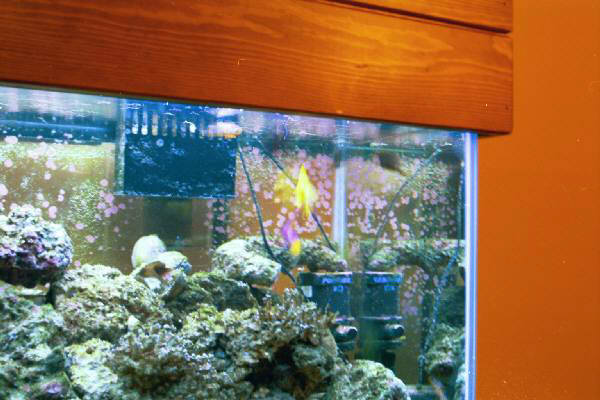 Fish Tank Kodak Photo