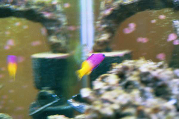 Fish Tank Kodak Photo