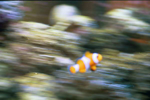 Fish Tank Kodak Photo