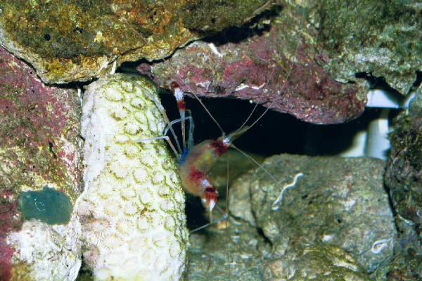 Fish Tank Kodak Photo