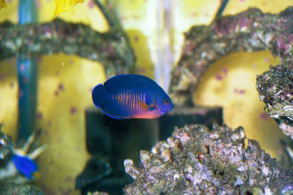 Fish Tank Kodak Photo