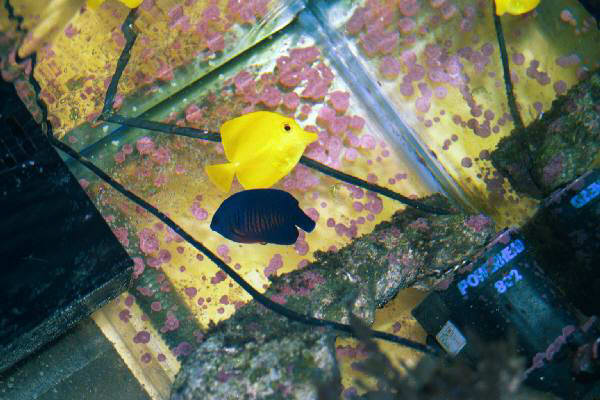 Fish Tank Kodak Photo