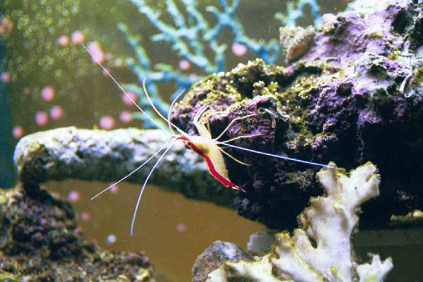 Fish Tank Kodak Photo