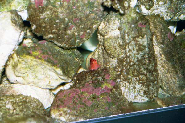 Fish Tank Kodak Photo