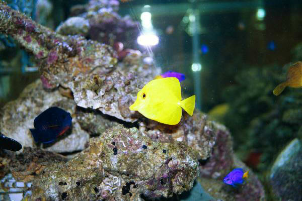 Fish Tank Kodak Photo