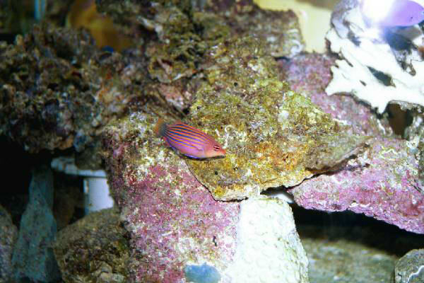 Fish Tank Kodak Photo