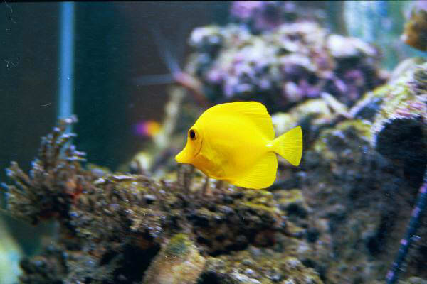 Fish Tank Kodak Photo