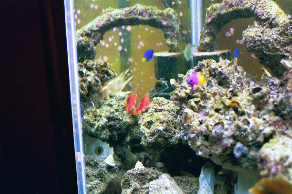 Fish Tank Kodak Photo