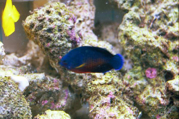 Fish Tank Kodak Photo