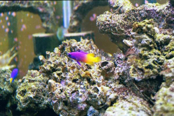 Fish Tank Kodak Photo